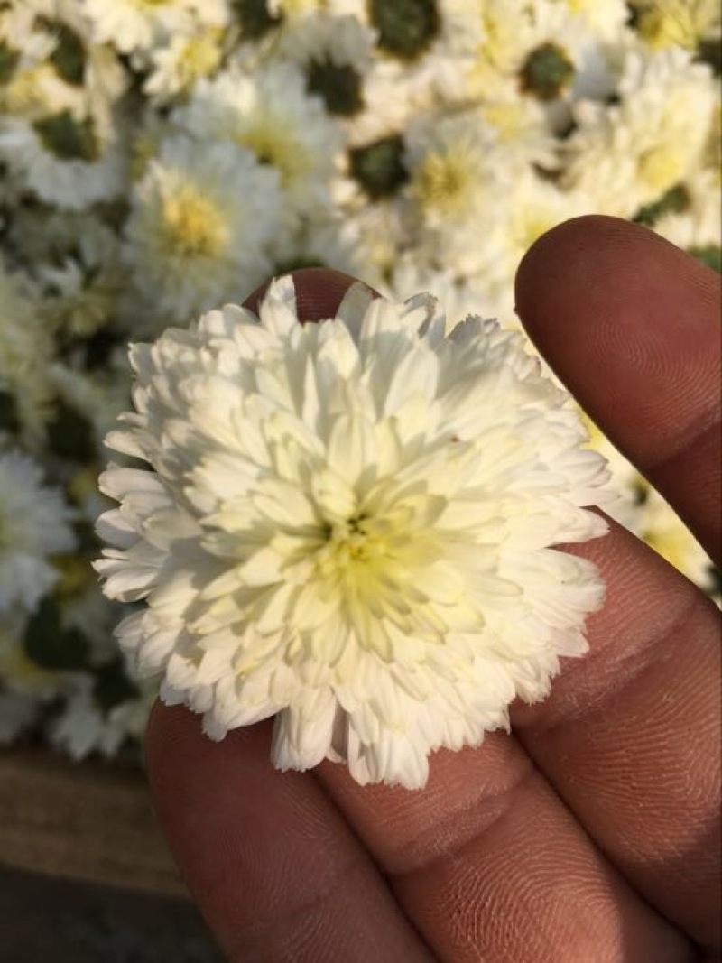 黄山贡菊一级