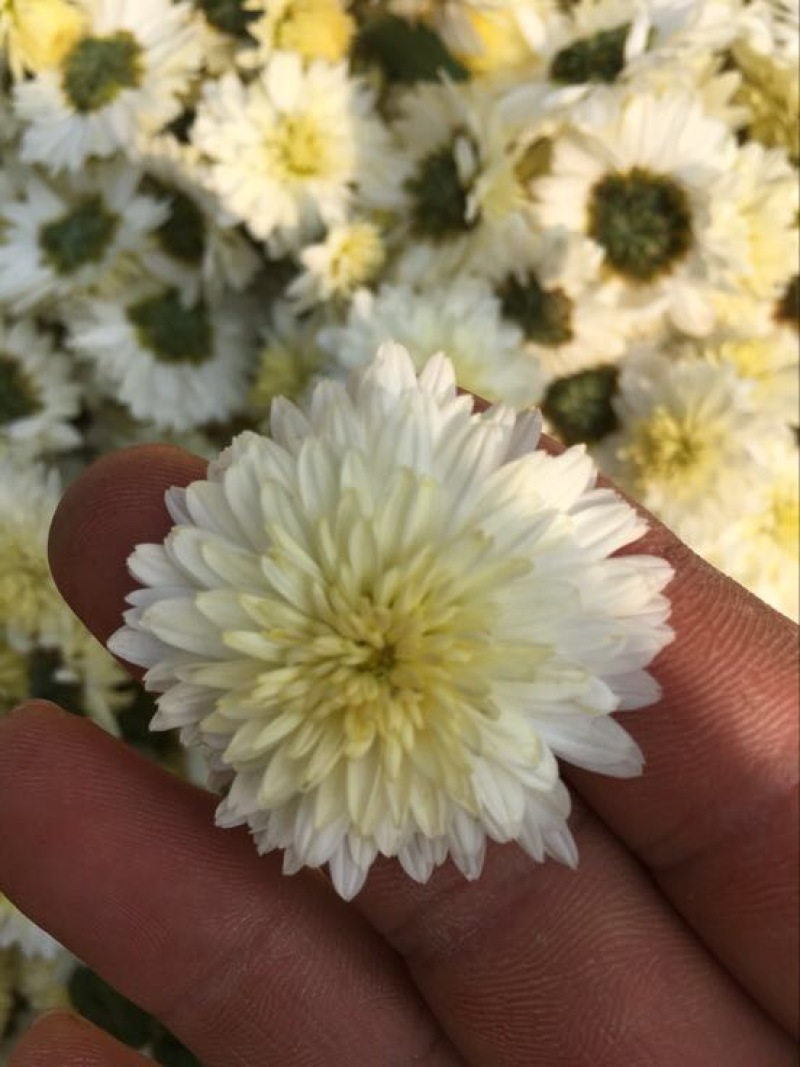 黄山贡菊一级