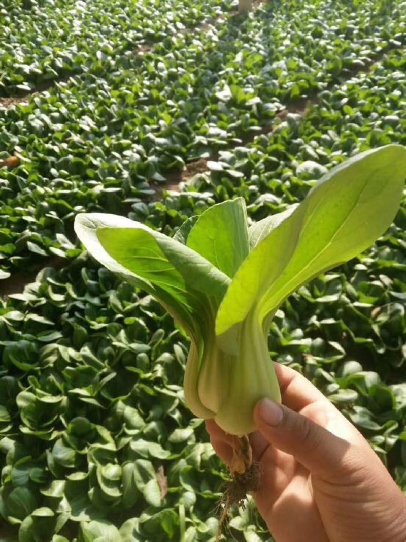 小油菜1两以上