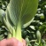 小油菜1两以上