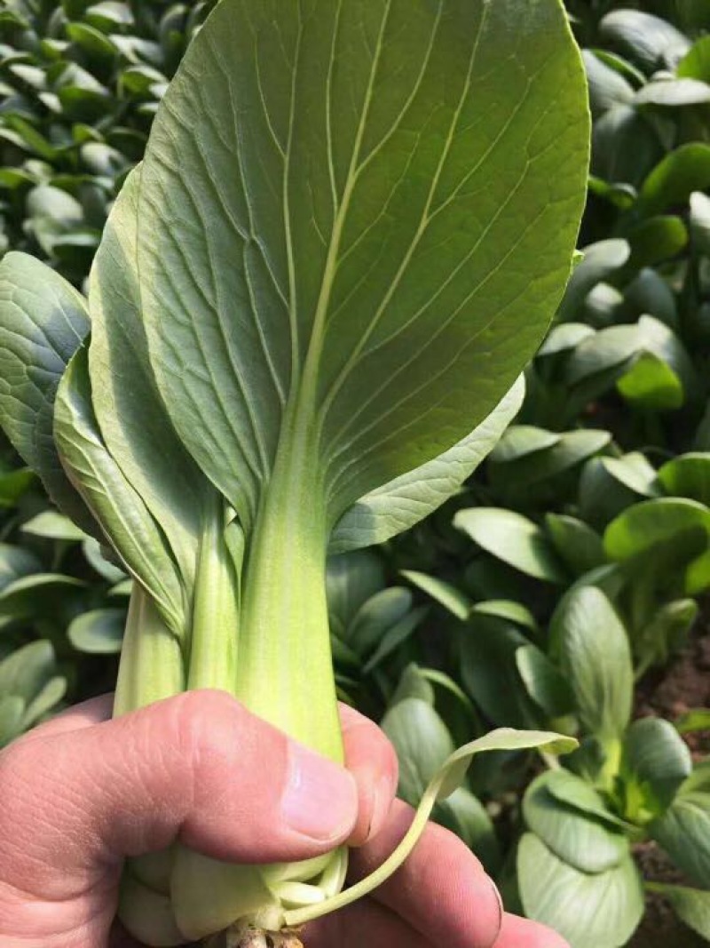 小油菜1两以上