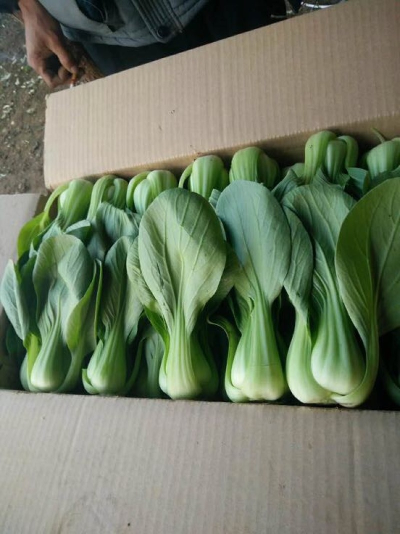 小油菜1两以上