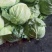 圆包菜产地销售诚信合作各种季节性蔬菜