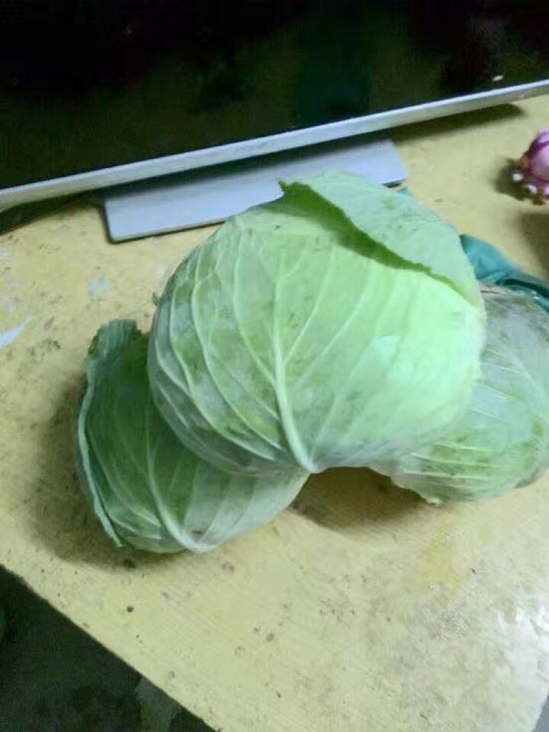 圆包菜产地销售诚信合作各种季节性蔬菜