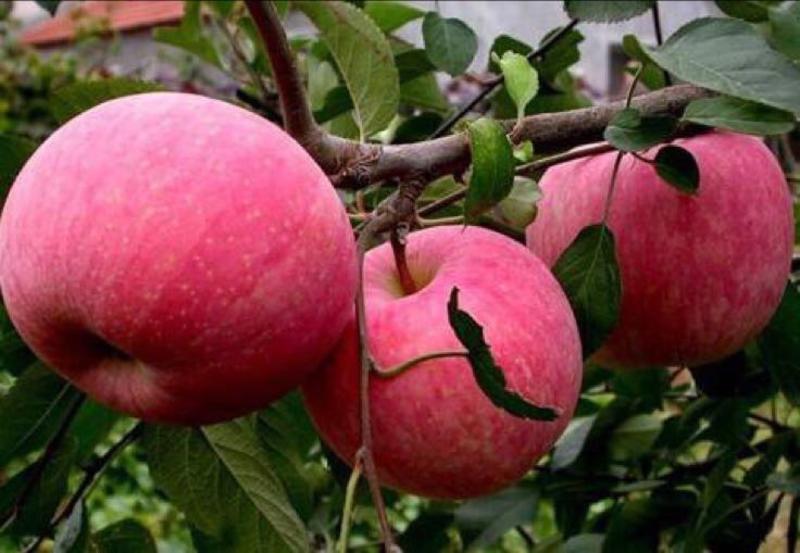 苗農直銷红富士苹果树苗80cm以上，歡迎前來參觀考察