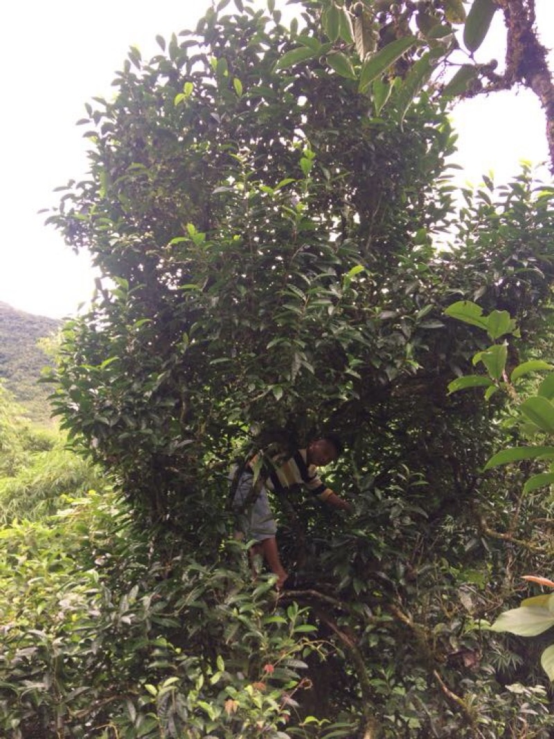 普洱茶三级