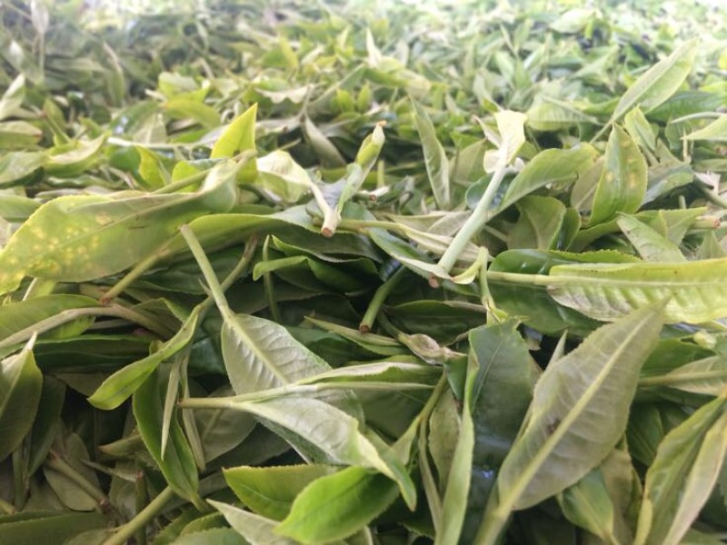 普洱茶三级