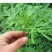 【正宗】全新艾草种子大叶艾草大白艾提供种植技术指导