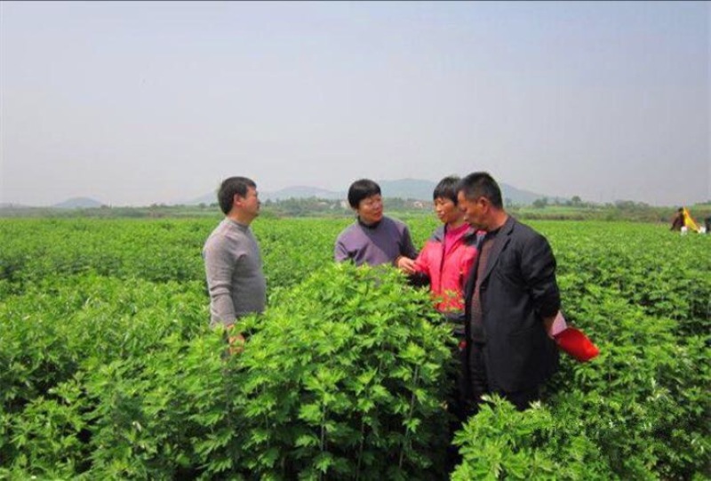 【正宗】全新艾草种子大叶艾草大白艾提供种植技术指导