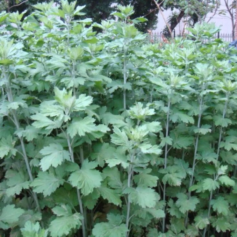 【正宗】全新艾草种子大叶艾草大白艾提供种植技术指导