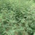 狮子头花椒苗，产量高抗病抗旱能力强包邮成活率高