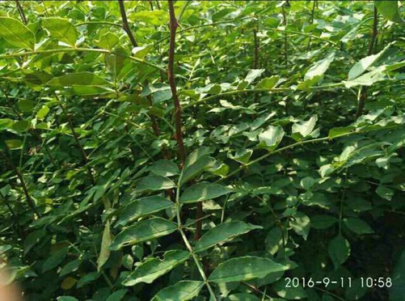 韩城狮子头花椒苗，高产量抗病抗旱，成活率高