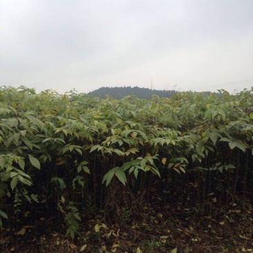 核桃苗50~100cm一年苗