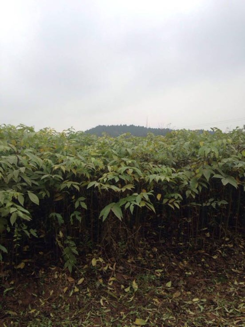 核桃苗50~100cm一年苗