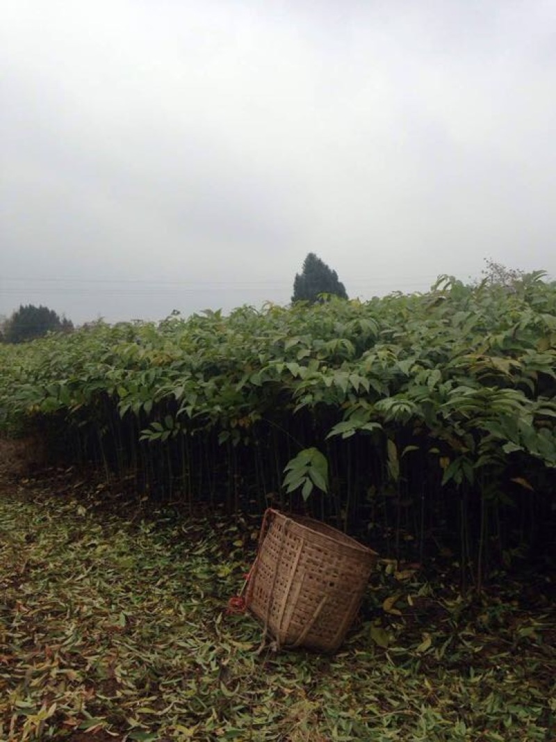 核桃苗50~100cm一年苗