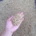 稻花香大米新米三级