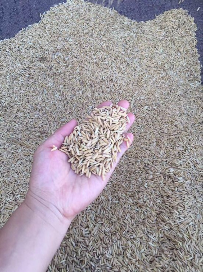 稻花香大米新米三级