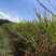 稻花香大米新米三级