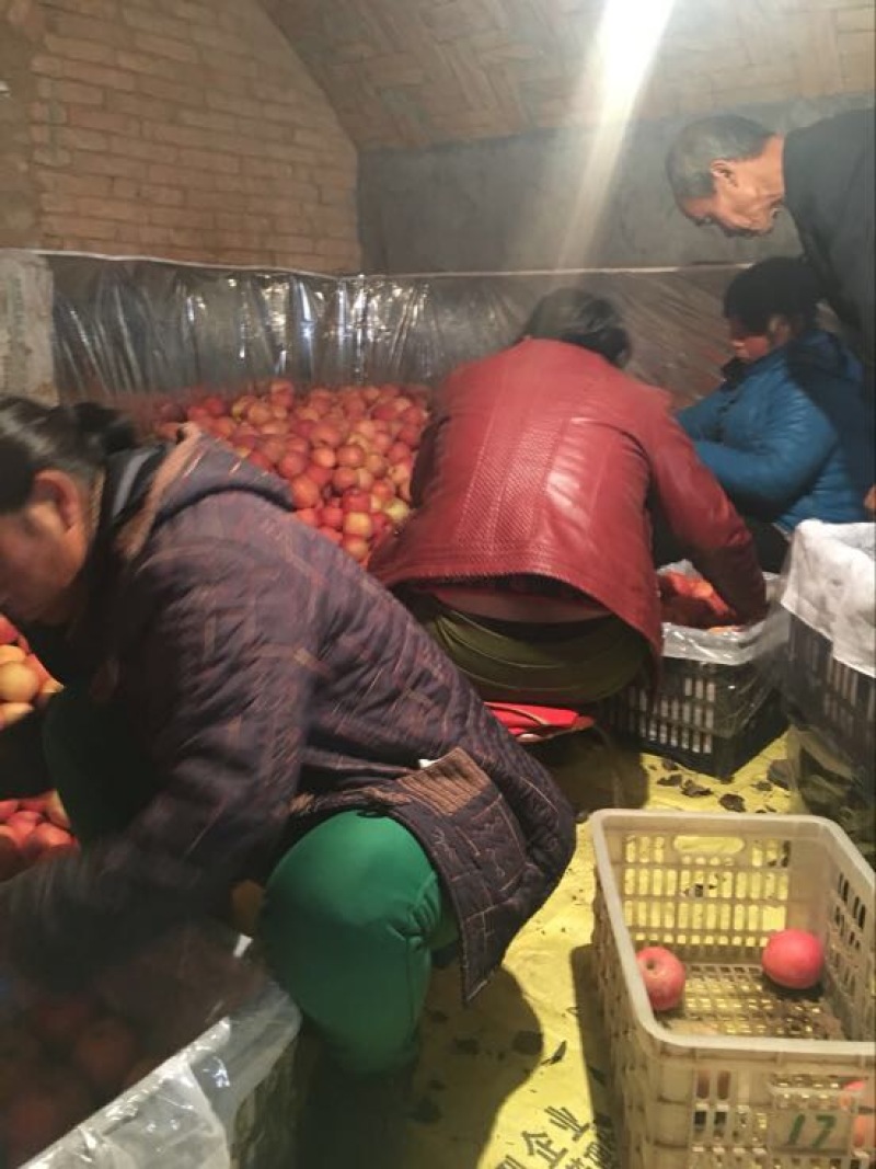 水晶富士苹果价格，陕西纸袋红富士苹果批发价格，红富士苹果