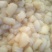 扇贝食用鲜活0.1只/kg以下