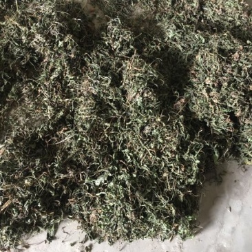 蒲公英10cm以上