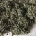 蒲公英10cm以上