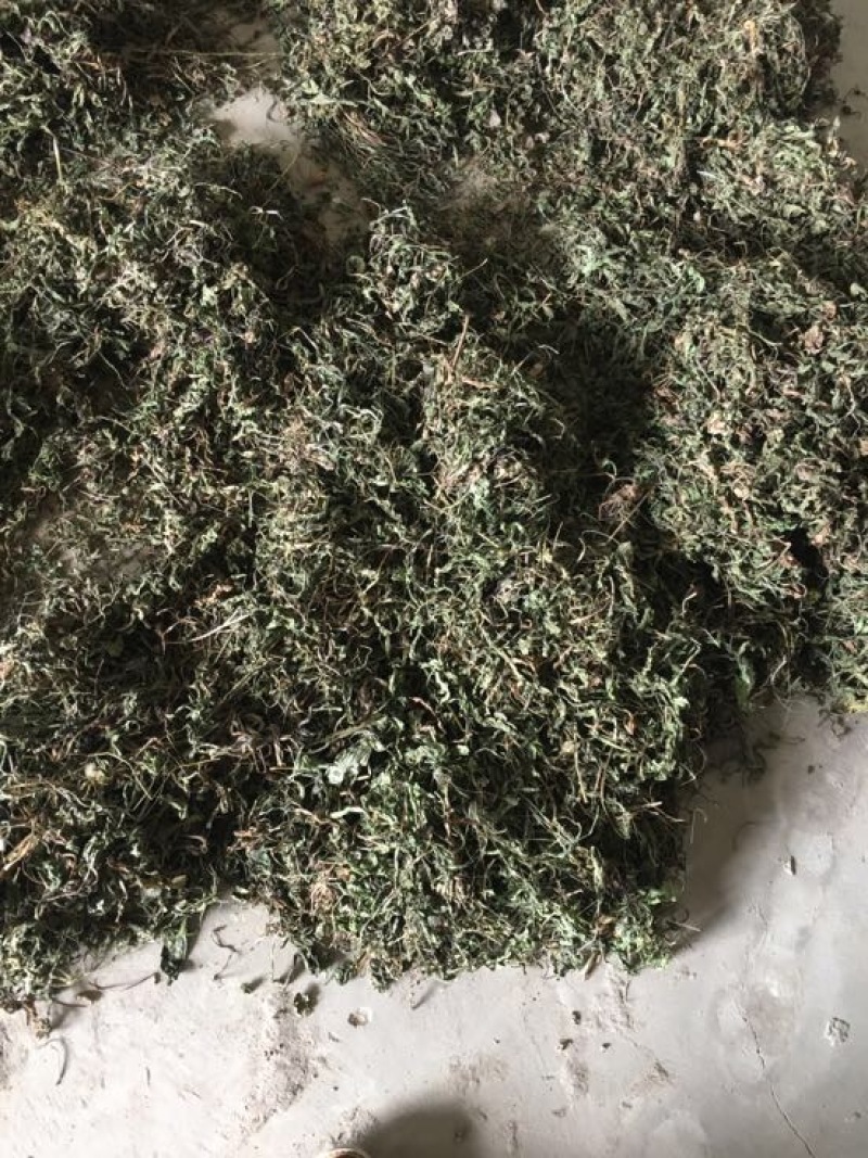 蒲公英10cm以上