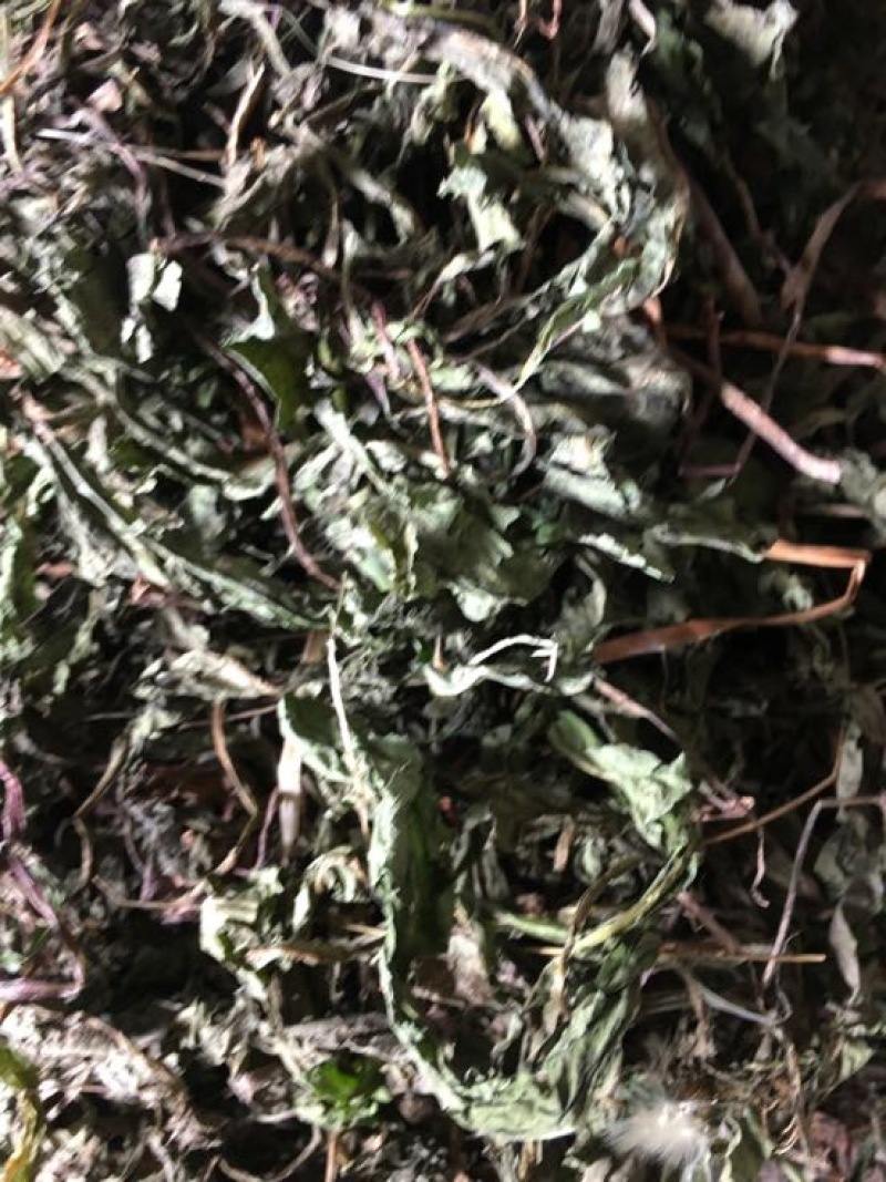 蒲公英10cm以上
