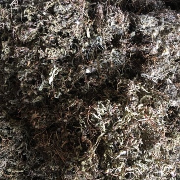 蒲公英6~10cm野生蒲公英