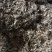 蒲公英6~10cm野生蒲公英