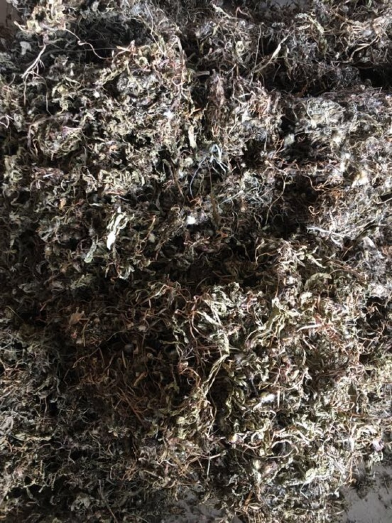 蒲公英6~10cm野生蒲公英