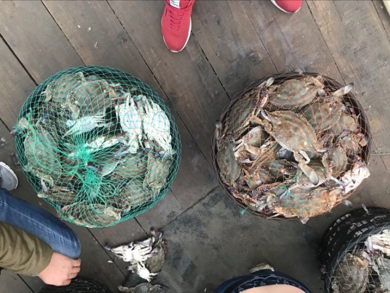 远海梭子蟹食用