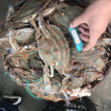 远海梭子蟹食用