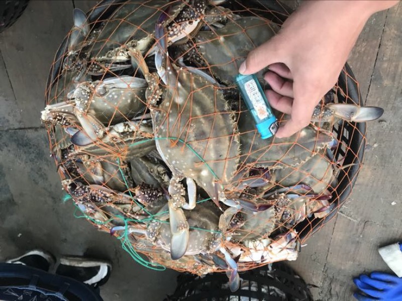 远海梭子蟹食用