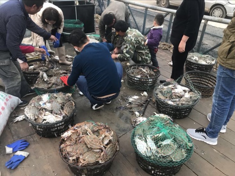 远海梭子蟹食用