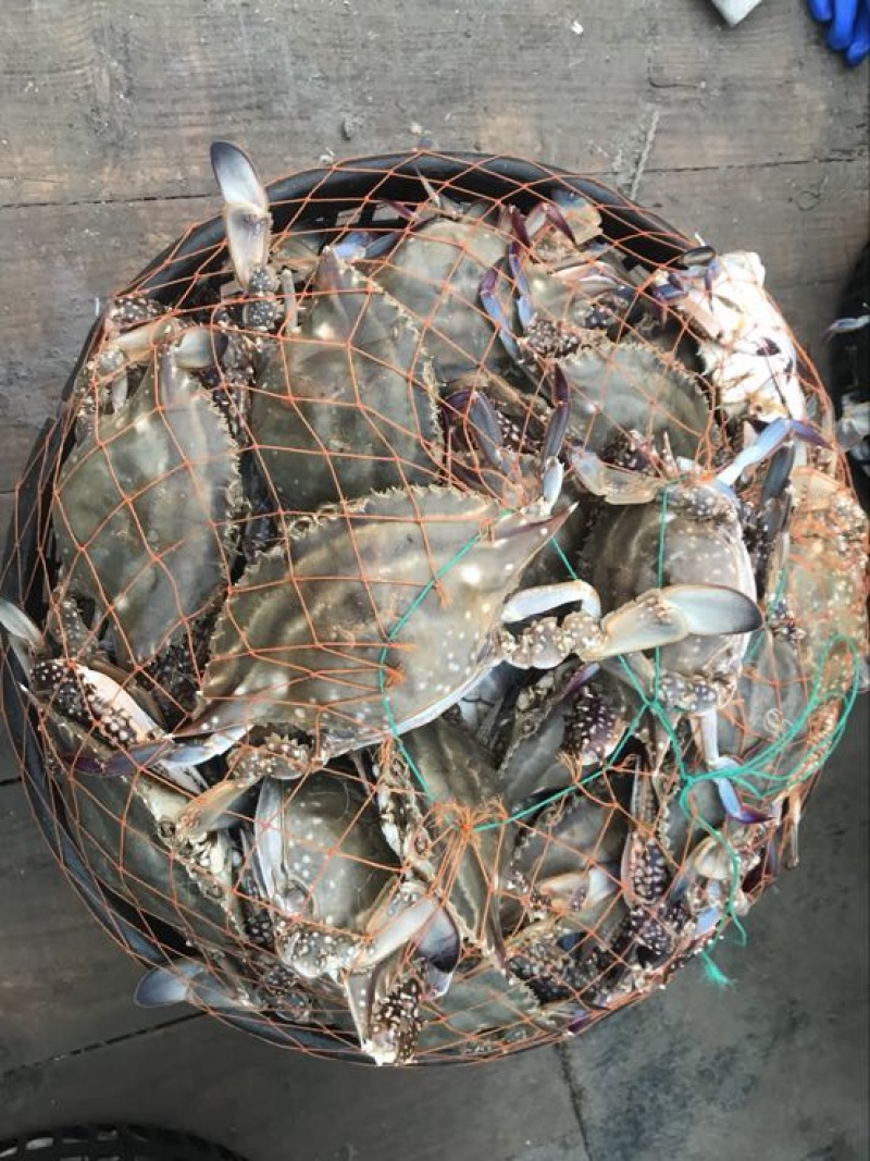 远海梭子蟹食用
