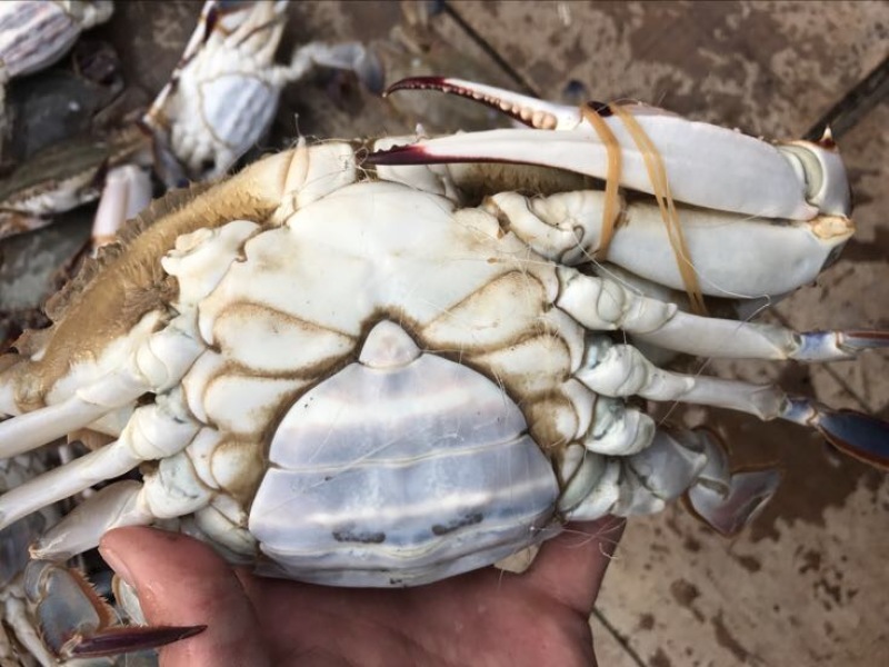 远海梭子蟹食用