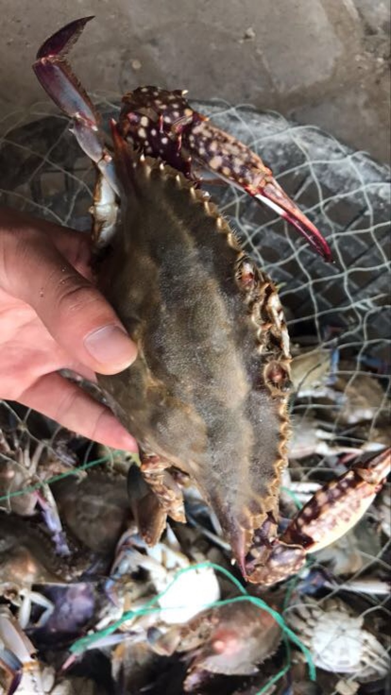 远海梭子蟹食用