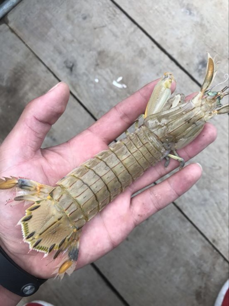 远海梭子蟹食用