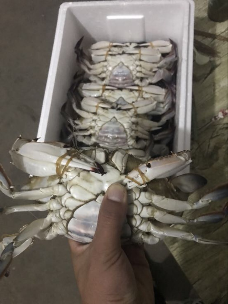 远海梭子蟹食用