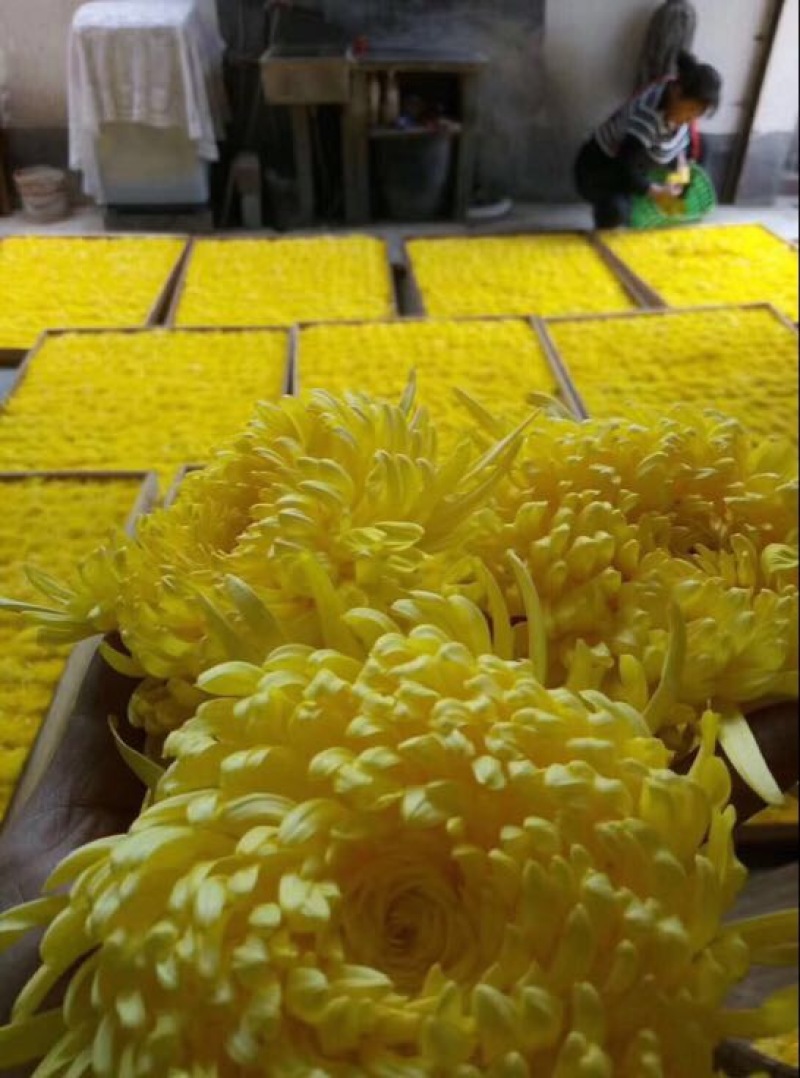 菊花茶特级