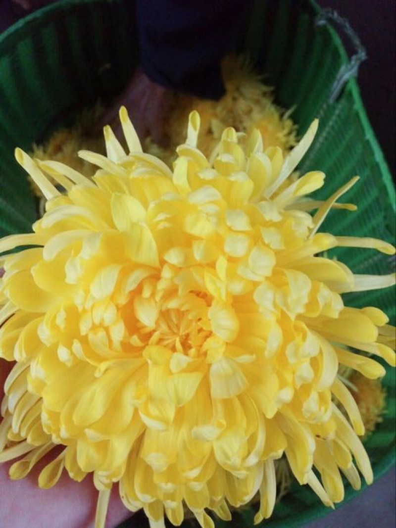 菊花茶特级