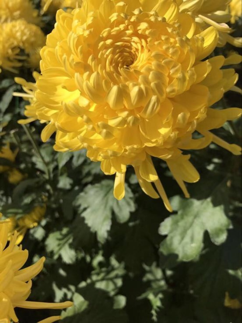 菊花茶特级