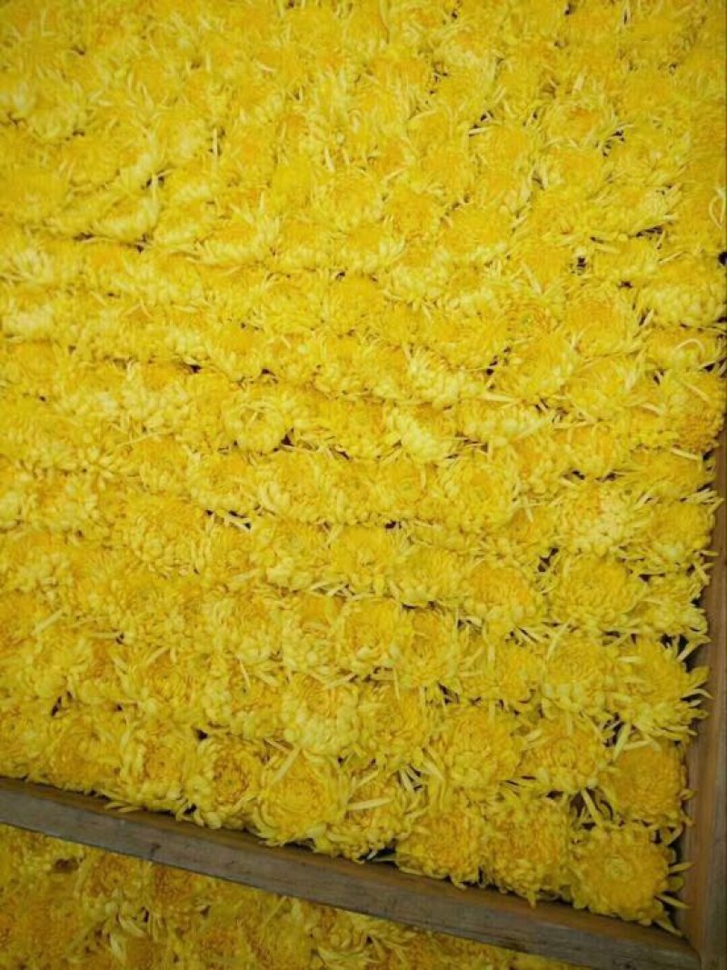 菊花茶特级
