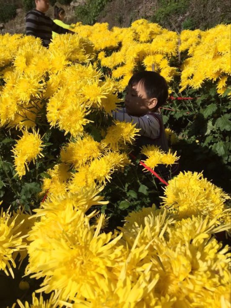 菊花茶特级