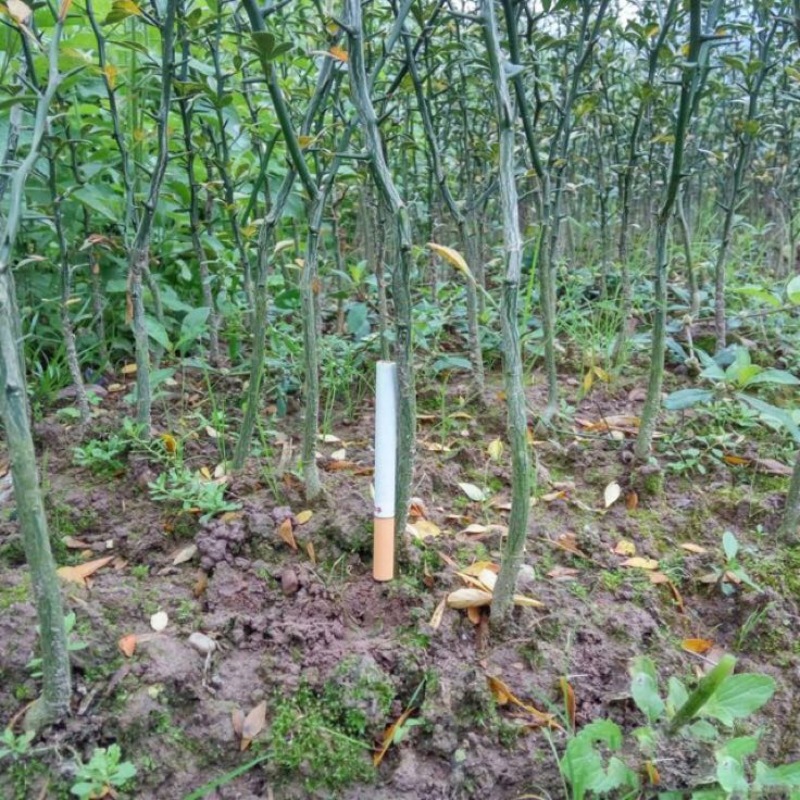 枳壳苗