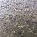 池鲤鱼食用1~2公斤
