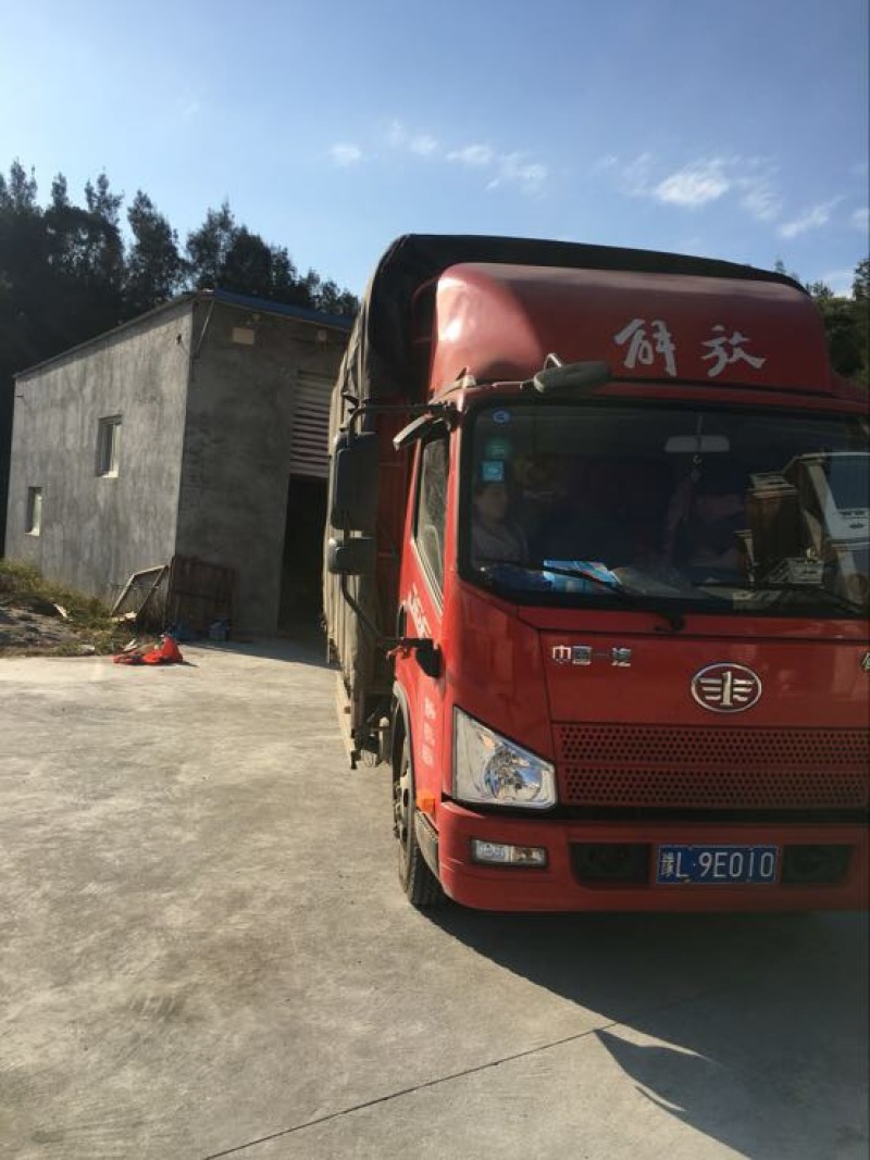 供应自产自销优惠福建批发无沙干海带长条的干货特产