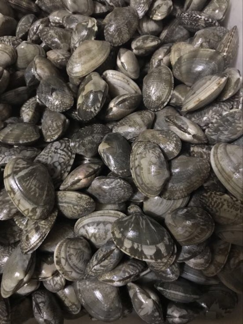 花蛤食用鲜活