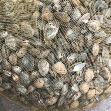 花蛤食用鲜活